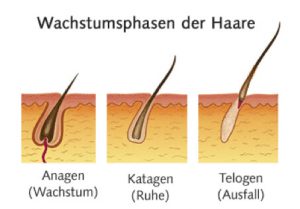 Wachstumsphasen der Haare